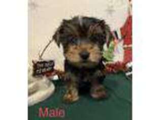 Yorkshire Terrier Puppy for sale in Pittsfield, NH, USA