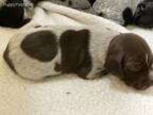 German Shorthaired Pointer Puppy for sale in Holden Beach, NC, USA