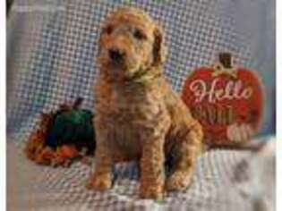 Labradoodle Puppy for sale in Gainesville, FL, USA