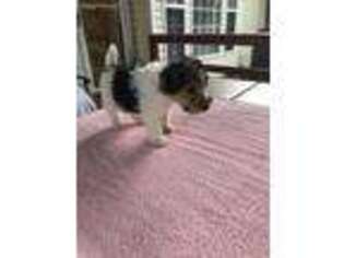 Mutt Puppy for sale in Jacksonville, AL, USA