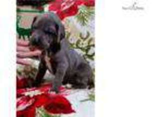 Great Dane Puppy for sale in Oklahoma City, OK, USA