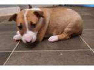 Bull Terrier Puppy for sale in Bloomington, IN, USA