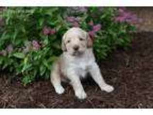 Labradoodle Puppy for sale in Flat Rock, IL, USA