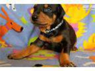 Doberman Pinscher Puppy for sale in Albuquerque, NM, USA