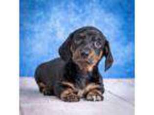 Dachshund Puppy for sale in Lancaster, OH, USA