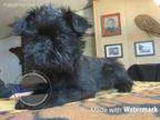 Brussels Griffon Puppy for sale in Soldotna, AK, USA
