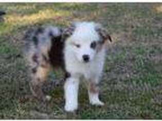Miniature Australian Shepherd Puppy for sale in Rice, TX, USA