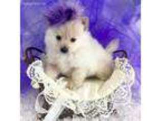 Pomeranian Puppy for sale in RICHMOND, MO, USA