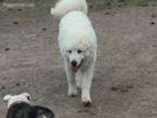 Great Pyrenees Puppy for sale in Boyd, WI, USA
