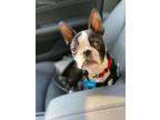 Boston Terrier Puppy for sale in Severn, MD, USA