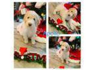 Labradoodle Puppy for sale in Dickinson, TX, USA