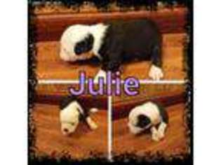 Olde English Bulldogge Puppy for sale in Breckenridge, MI, USA