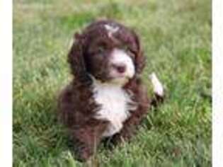 Labradoodle Puppy for sale in Berne, IN, USA