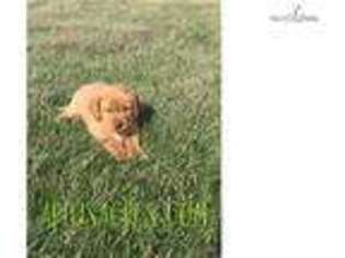 Labrador Retriever Puppy for sale in Fort Wayne, IN, USA