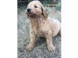 Goldendoodle Puppy for sale in Forest Hill, WV, USA