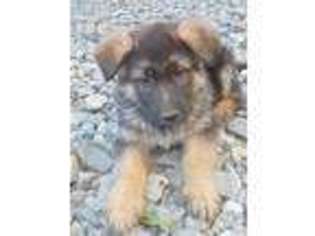 German Shepherd Dog Puppy for sale in MULINO, OR, USA