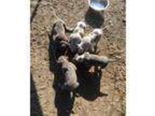 Mutt Puppy for sale in Dunseith, ND, USA