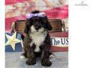 Tibetan Terrier Puppy for sale in Saint George, UT, USA
