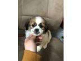 Shinese Puppy for sale in Manchester, NH, USA