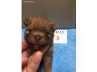 Pomeranian Puppy for sale in Bells, TX, USA