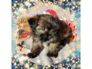 Shorkie Tzu Puppy for sale in Lebanon, TN, USA