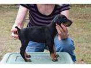 Doberman Pinscher Puppy for sale in Willard, MO, USA