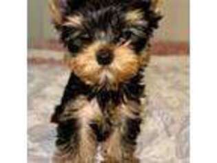 Yorkshire Terrier Puppy for sale in Deerfield Beach, FL, USA