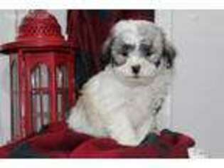 Lhasa Apso Puppy for sale in Fort Plain, NY, USA