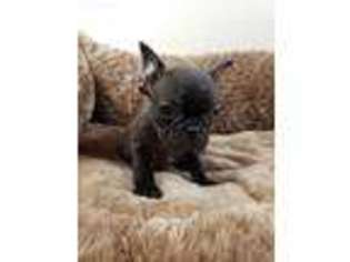 French Bulldog Puppy for sale in Plano, TX, USA