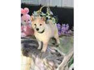 Shiba Inu Puppy for sale in Mayslick, KY, USA