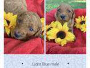 Goldendoodle Puppy for sale in Nacogdoches, TX, USA