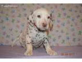Dalmatian Puppy for sale in Section, AL, USA