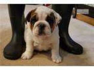 Bulldog Puppy for sale in Las Cruces, NM, USA