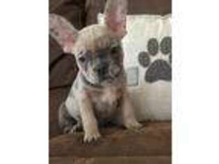 French Bulldog Puppy for sale in Wentzville, MO, USA