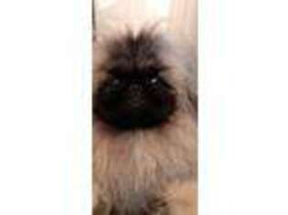 Pekingese Puppy for sale in Asheville, NC, USA