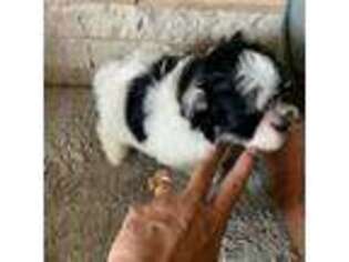 Havanese Puppy for sale in Williamstown, KY, USA