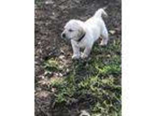 Labrador Retriever Puppy for sale in Wimberley, TX, USA