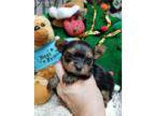Yorkshire Terrier Puppy for sale in Minonk, IL, USA