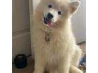 Samoyed Puppy for sale in Elizabeth, NJ, USA