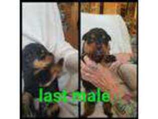 Rottweiler Puppy for sale in Omaha, TX, USA