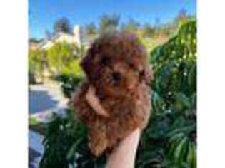 Mutt Puppy for sale in Torrance, CA, USA