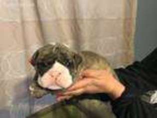 Bulldog Puppy for sale in Grandview, WA, USA