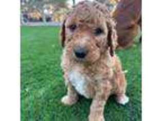 Goldendoodle Puppy for sale in Marble Falls, TX, USA