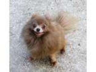 Pomeranian Puppy for sale in Ridgeville, SC, USA