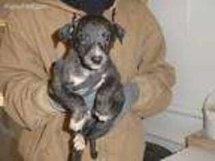 Greyhound Puppy for sale in Olpe, KS, USA