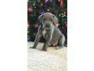 Great Dane Puppy for sale in Oklahoma City, OK, USA