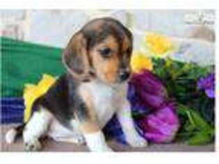 Beagle Puppy for sale in Lancaster, PA, USA