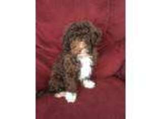 Havanese Puppy for sale in Motley, MN, USA