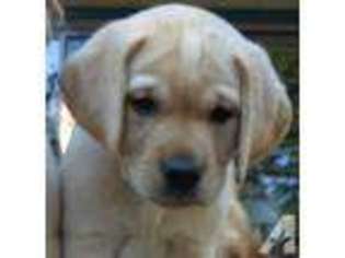 Labrador Retriever Puppy for sale in REDWOOD CITY, CA, USA