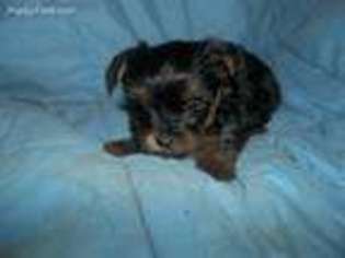 Yorkshire Terrier Puppy for sale in Burlington, NC, USA